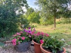 Garden Garden